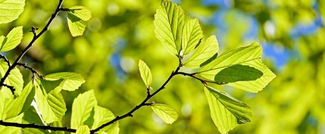 Droit de l'environnement